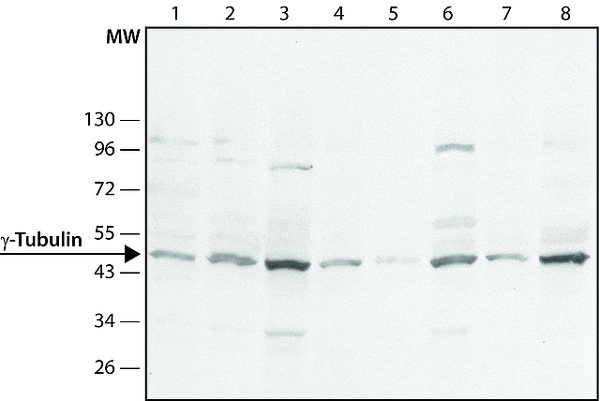 Western blot - Anti-gamma Tubulin antibody - Centrosome Marker (AB11317), expandable thumbnail