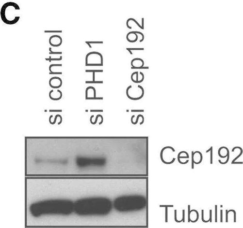 Western blot - Anti-gamma Tubulin antibody - Centrosome Marker (AB11317)