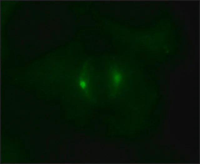 Immunocytochemistry - Anti-gamma Tubulin antibody - Centrosome Marker (AB11321)