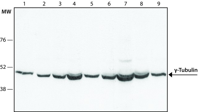 Western blot - Anti-gamma Tubulin antibody - Centrosome Marker (AB11321), expandable thumbnail