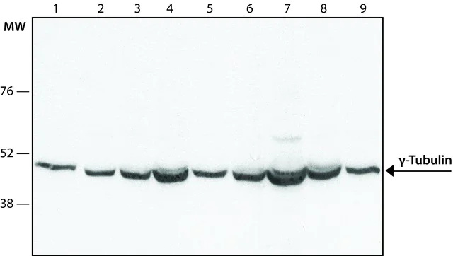 Western blot - Anti-gamma Tubulin antibody - Centrosome Marker (AB11321)
