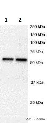 Western blot - Anti-gamma Tubulin antibody - Centrosome Marker (AB11321), expandable thumbnail
