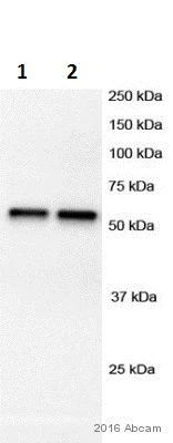 Western blot - Anti-gamma Tubulin antibody - Centrosome Marker (AB11321)