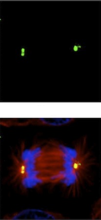 Immunocytochemistry/ Immunofluorescence - Anti-gamma Tubulin antibody - Centrosome Marker (AB137822), expandable thumbnail