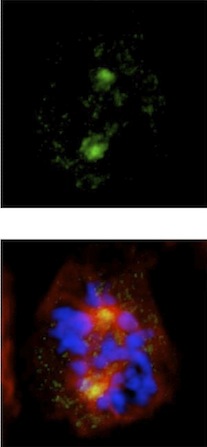 Immunocytochemistry/ Immunofluorescence - Anti-gamma Tubulin antibody - Centrosome Marker (AB137822), expandable thumbnail