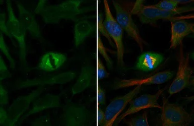 Immunocytochemistry/ Immunofluorescence - Anti-gamma Tubulin antibody - Centrosome Marker (AB137822)