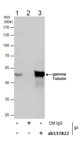 Immunoprecipitation - Anti-gamma Tubulin antibody - Centrosome Marker (AB137822)