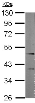 Western blot - Anti-gamma Tubulin antibody - Centrosome Marker (AB137822), expandable thumbnail