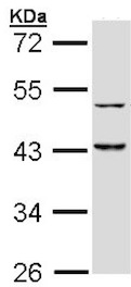 Western blot - Anti-gamma Tubulin antibody - Centrosome Marker (AB137822), expandable thumbnail