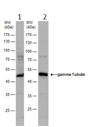 Western blot - Anti-gamma Tubulin antibody - Centrosome Marker (AB137822)