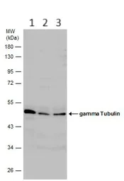 Western blot - Anti-gamma Tubulin antibody - Centrosome Marker (AB137822)