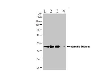 Western blot - Anti-gamma Tubulin antibody - Centrosome Marker (AB137822)