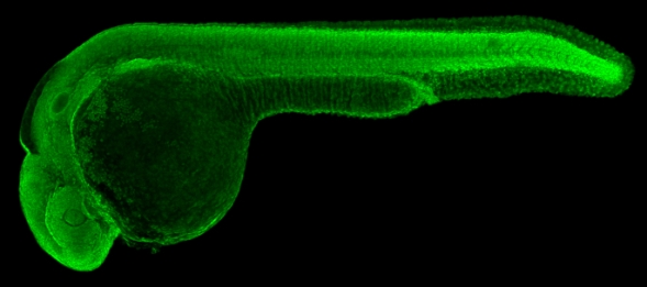 IHC - Wholemount - Anti-gamma Tubulin antibody (AB209831), expandable thumbnail