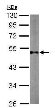 Western blot - Anti-gamma Tubulin antibody - Centrosome Marker (AB209831), expandable thumbnail