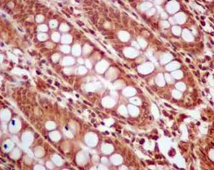 Immunohistochemistry (Formalin/PFA-fixed paraffin-embedded sections) - Anti-gamma Tubulin antibody [EPR13872] - BSA and Azide free (AB250240)