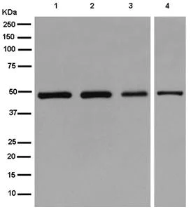 Western blot - Anti-gamma Tubulin antibody [EPR13872] - BSA and Azide free (AB250240)