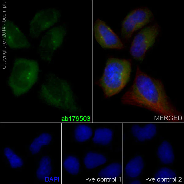Immunocytochemistry/ Immunofluorescence - Anti-gamma Tubulin antibody [EPR16793] - Centrosome Marker (AB179503)