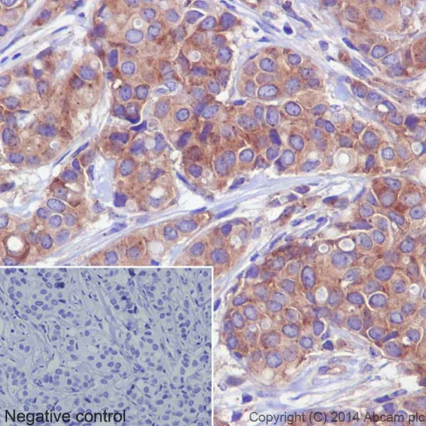 Immunohistochemistry (Formalin/PFA-fixed paraffin-embedded sections) - Anti-gamma Tubulin antibody [EPR16793] - Centrosome Marker (AB179503)