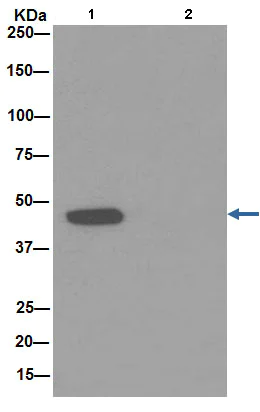 Immunoprecipitation - Anti-gamma Tubulin antibody [EPR16793] - Centrosome Marker (AB179503)