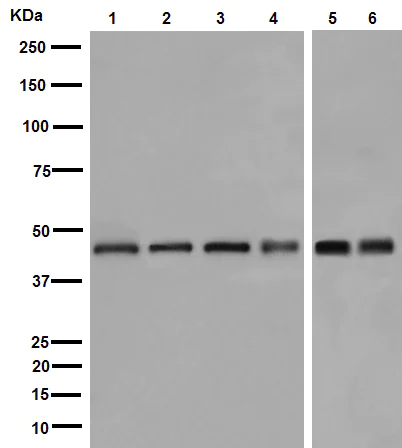 Western blot - Anti-gamma Tubulin antibody [EPR16793] - Centrosome Marker (AB179503)