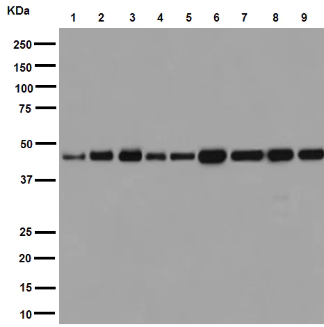 Western blot - Anti-gamma Tubulin antibody [EPR16793] - Centrosome Marker (AB179503)
