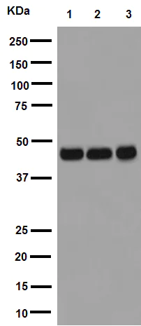 Western blot - Anti-gamma Tubulin antibody [EPR16793] - Centrosome Marker (AB179503)
