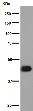 Western blot - Anti-gamma Tubulin antibody [EPR16793] - Centrosome Marker (AB179503)