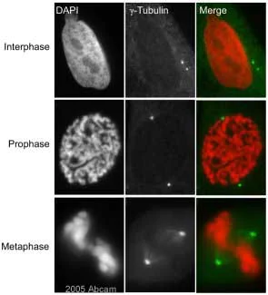 Immunocytochemistry/ Immunofluorescence - Anti-gamma Tubulin antibody [GTU-88] - Centrosome Marker (AB11316)