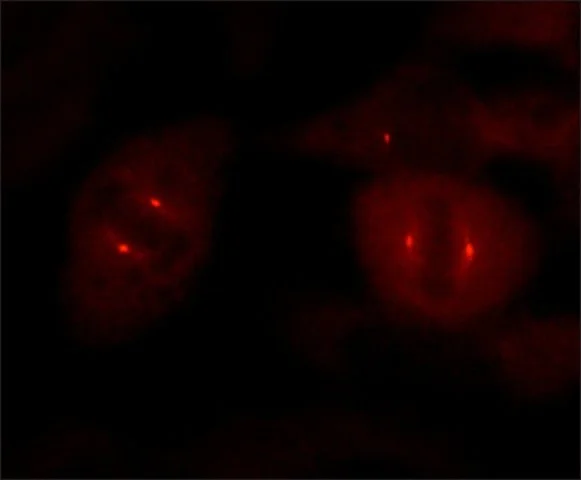 Immunocytochemistry/ Immunofluorescence - Anti-gamma Tubulin antibody [GTU-88] - Centrosome Marker (AB11316)