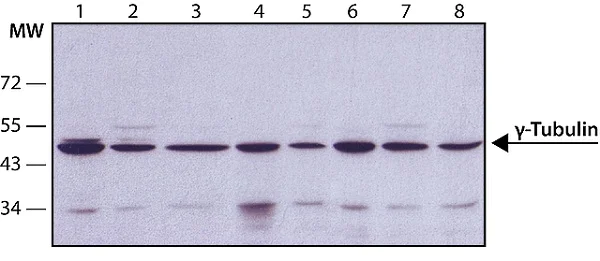 Western blot - Anti-gamma Tubulin antibody [GTU-88] - Centrosome Marker (AB11316)