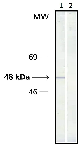 Western blot - Anti-gamma Tubulin antibody [GTU-88] - Centrosome Marker (AB11316)