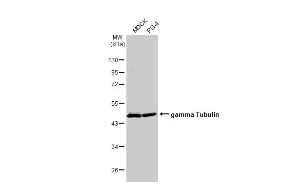 Western blot - Anti-gamma Tubulin antibody [HL1175] (AB308382), expandable thumbnail