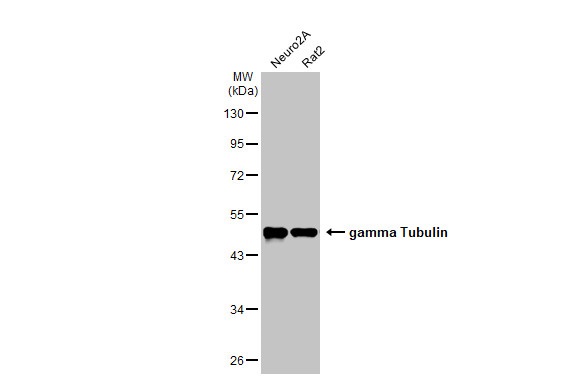Western blot - Anti-gamma Tubulin antibody [HL1175] (ab308382), expandable thumbnail