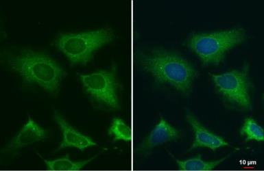 Western blot - Anti-gamma Tubulin antibody [HL1175] (AB308382), expandable thumbnail