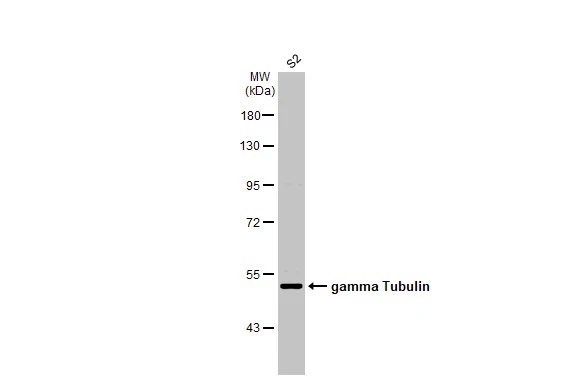 Western blot - Anti-gamma Tubulin antibody [HL1175] (AB308382), expandable thumbnail