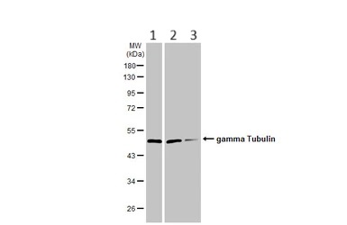 Western blot - Anti-gamma Tubulin antibody [HL1175] (AB308382), expandable thumbnail