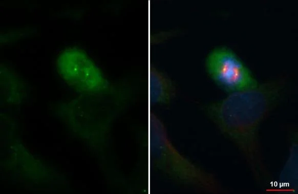 Immunocytochemistry/ Immunofluorescence - Anti-gamma Tubulin antibody [HL1175] - Centrosome Marker (AB308382)