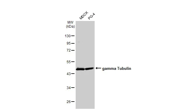Western blot - Anti-gamma Tubulin antibody [HL1175] - Centrosome Marker (AB308382)