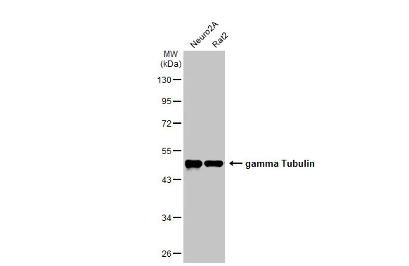 Western blot - Anti-gamma Tubulin antibody [HL1175] - Centrosome Marker (AB308382)