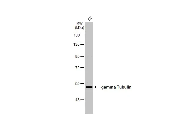 Western blot - Anti-gamma Tubulin antibody [HL1175] - Centrosome Marker (AB308382)