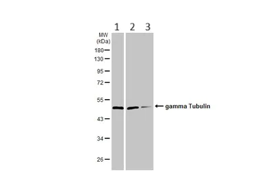 Western blot - Anti-gamma Tubulin antibody [HL1175] - Centrosome Marker (AB308382)