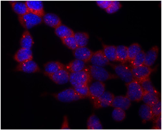 Immunocytochemistry/ Immunofluorescence - Anti-gamma Tubulin antibody [TU-30] - Centrosome Marker (AB27074), expandable thumbnail