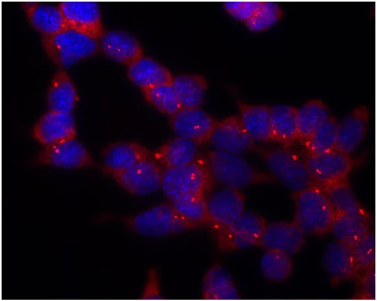 Immunocytochemistry/ Immunofluorescence - Anti-gamma Tubulin antibody [TU-30] - Centrosome Marker (AB27074)