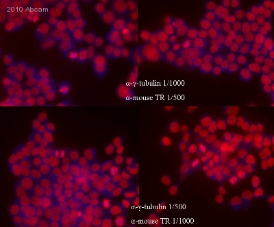 Immunocytochemistry/ Immunofluorescence - Anti-gamma Tubulin antibody [TU-30] - Centrosome Marker (ab27074), expandable thumbnail