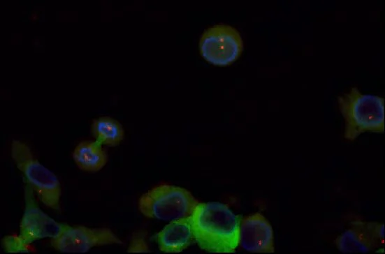 Immunocytochemistry/ Immunofluorescence - Anti-gamma Tubulin antibody [TU-30] - Centrosome Marker (AB27074)