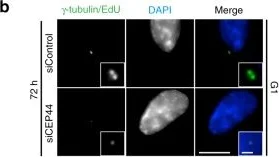 Immunocytochemistry/ Immunofluorescence - Anti-gamma Tubulin antibody [TU-30] - Centrosome Marker (AB27074)