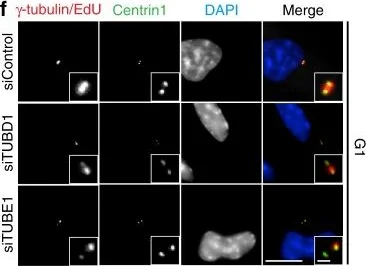 Immunocytochemistry/ Immunofluorescence - Anti-gamma Tubulin antibody [TU-30] - Centrosome Marker (AB27074)