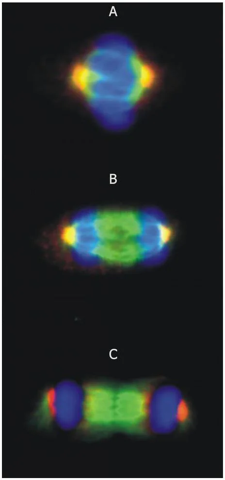 Immunocytochemistry/ Immunofluorescence - Anti-gamma Tubulin antibody [TU-30] - Centrosome Marker (AB27074)