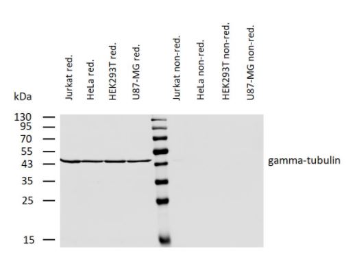 Western blot - Anti-gamma Tubulin antibody [TU-30] - Centrosome Marker (AB27074), expandable thumbnail