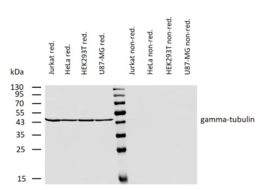 Western blot - Anti-gamma Tubulin antibody [TU-30] - Centrosome Marker (AB27074)